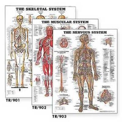 Laminated Anatomical Charts - Single - The Human Skull