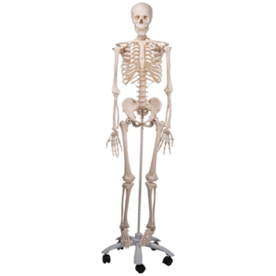 STAN the Human Skeleton - Life Size