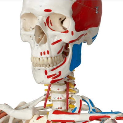 Sam Skeleton Model with Muscles and Ligaments