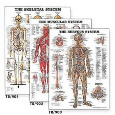 Set of 15 Anatomical Charts